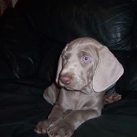 North Texas Weimaraner Tx