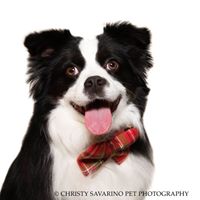 Christy Savarino Pet Photography