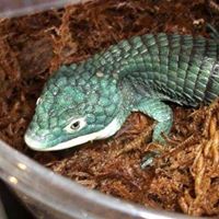 HERPS Exotic Reptile and Pet Shows