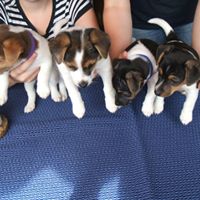 Puppies for sale U.S.A-Charlotte, NC