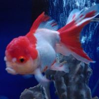 Greendale Tropical & Saltwater Fish