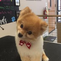 Bubbles & Bows Pet Salon