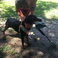 Doberman Puppies