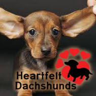 Heartfelt Dachshunds