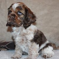 Cocker Spaniel Puppies