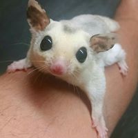 Carolina Sugar Gliders